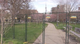 Toronto Canada city authorities put up high fences to prevent people from looking at or photographing Cherry blossom trees as they think that will spread COVID 19 coronavirus as the current never ending lockdown rules tighten
