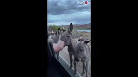 'Donkey Smiles as Man Stops his Car to Pet it'