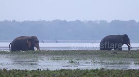 Amazing footage shows wild elephants crossing river in Sri Lanka