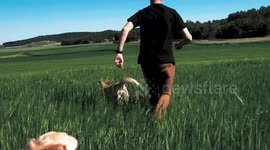 A wonderful day in the field with my dogs, running through the wheat fields