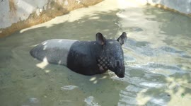 Indonesian rescuers remove rare tapir stranded in pond in residential area