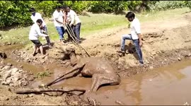 Camel rescued after being stuck in swamp for two days in northern India