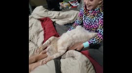 'Is our kitten broken?' My daughter knows how to put our cat into a deep sleep
