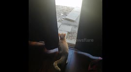 Crazy Kitty Paws
