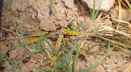 Jordan's Agriculture Ministry on high alert as biblical plague of locusts swarm area
