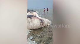 Giant dead whale washes ashore amid Typhoon Surigae in the Philippines