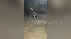 Two pet dogs fight snake to protect their owner in Thailand