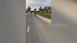 Cow chases motorcycle rider on the highway