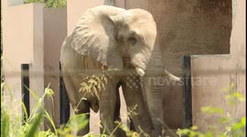 Dancing African elephant sways back and forth inside zoo in India
