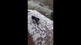 Canadian weather at its finest, snow in April. Bea the pup loves catching snowflakes!