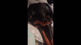 Tired puppy falls fast asleep on camera while her dad sleeps nearby !
