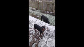 Spring Snow in Ontario means catching snowflakes for cute puppy Beatrice !