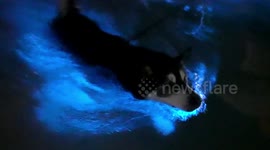 Husky swims in stunning bioluminescent water in Southern California