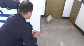 Silver fox covered in ticks is treated after wandering into Chinese police station