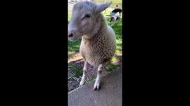 This sheep loves to join games of fetch with her canine best friends