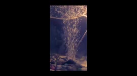 A little fish deep dives along the Aquarium with a cool stream