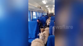 Animals walk along carriage aisle on train that transports livestock and people in China