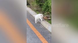 Cat spotted holding onto the curb as it walks down road in China