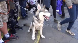 Siberian Husky bored with crowds by the end of Prince Philips funeral