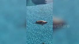 Quick-thinking staff rescue this DROWNING HEDGEHOG from a swimming pool!