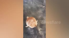 Pomeranian dog walks like a wind-up toy dragging its hind legs