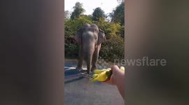 Elephant steals sugarcane from passing truck in Thailand