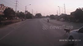 Dog stops car to let elderly woman cross road in Thailand