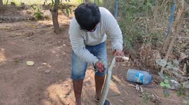 Venomous viper rescued in India after being found entangled in fishing net