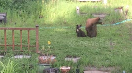 Black bears and other critters around the house during COVID-19 2020-2021 taken with an iPad on various days.