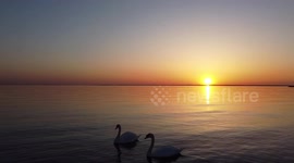 Swans in love Dji mavic mini Helsingborg Sweden sunset popular