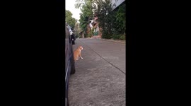 My cat is first time to go out and want to find another friends