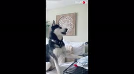 Husky and US owner have heated but hilarious argument