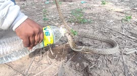 Rescuer saves snake by quenching its thirst after locals thought it was dead