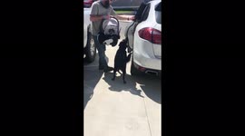 Adorable moment puppy greets newborn girl in sweet meeting