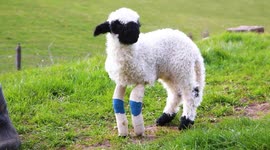 Lamb is learning to frolic in the sunshine after suffering injuries to her front legs during traumatic birth