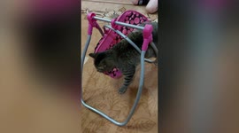 This cute kitty climbed into a dolls swing toy with hilarious results