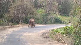 Wild elephant obeys forest official command and clear the road in india