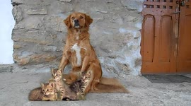 Friends! An indescribable friendship between Rocky and the 3 cats. They are always inseparable!