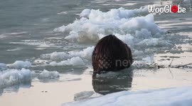 'Young Beaver Struggling to Get Around Snowdrift'