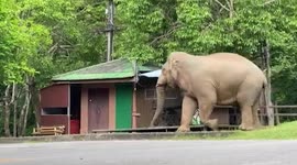 Wild elephant reaches into coffee shop with its trunk in Thailand