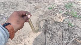 Snake drinking water