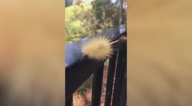 Extremely hairy yellow caterpillar crawls on veranda railing in Australia