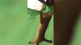 Watch this cat climb netting like an absolute ninja