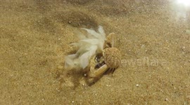 Stubborn crab refuses to let go of its tasty food!