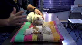 Qamar's story - a deeply wounded stray cat