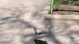 Pigeon spotted wearing bread slice necklace in Russian park