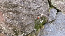 A little red ladybug walking on a rock.