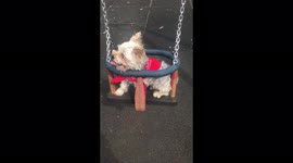 Three-legged dog enjoys the ride as it is pushed on swing by owner