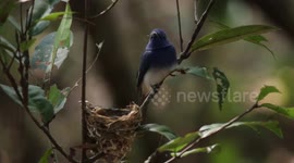 Black-naped monarch bird, along with chicks, spotted in Sri Lanka