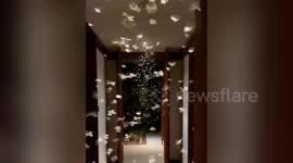 Flying ants swarm hotel room in southwestern China